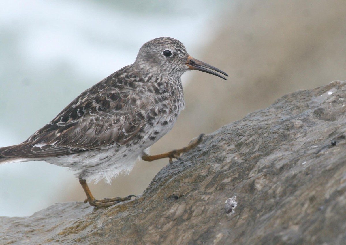 Purple Sandpiper - ML34551161