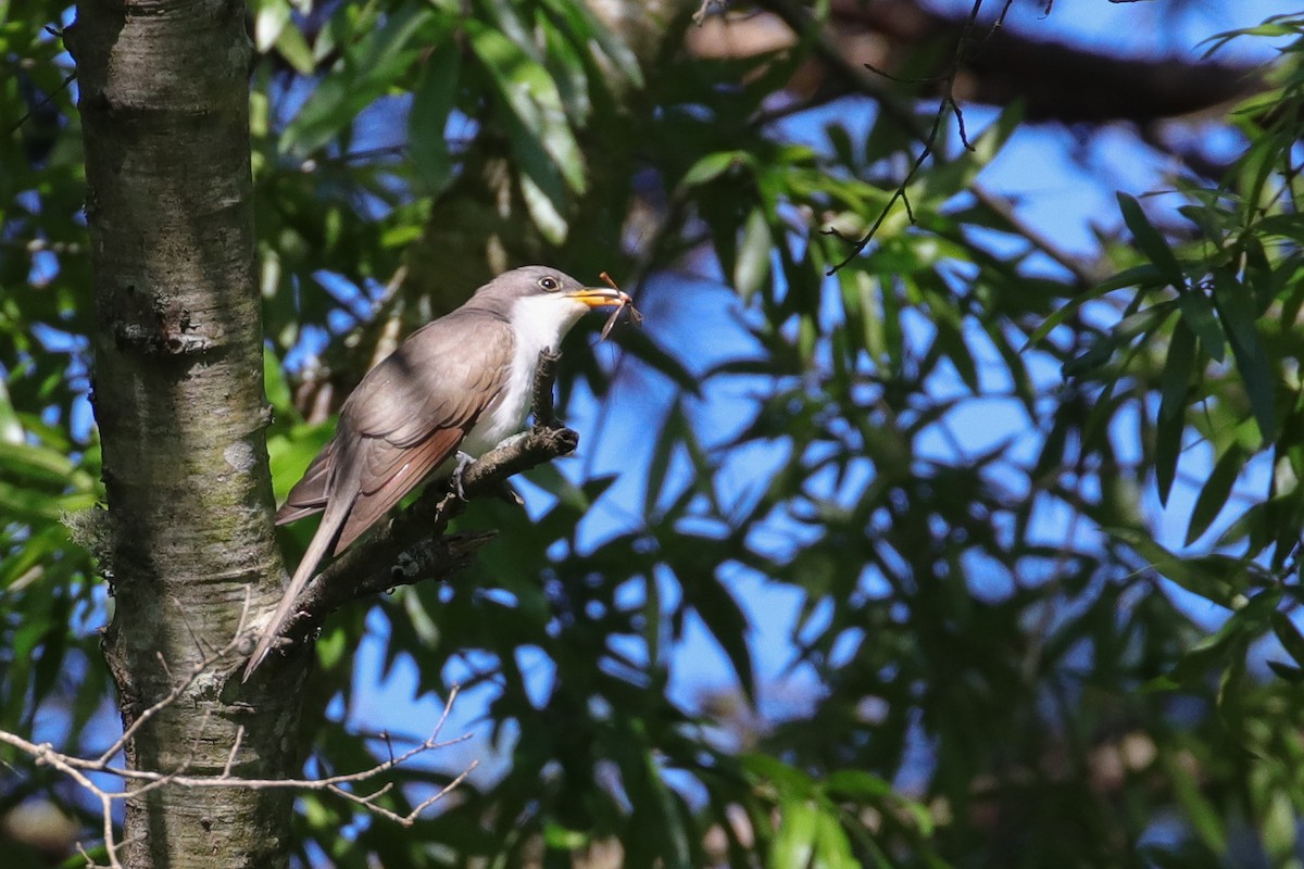 Yellow-billed Cuckoo - ML345511981