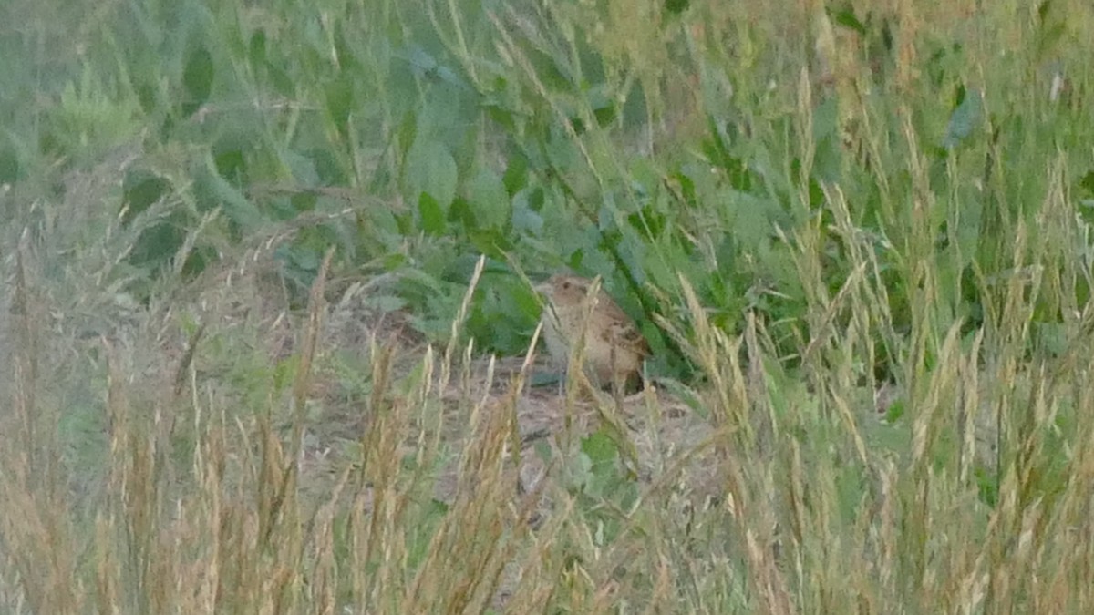 Grasshopper Sparrow - ML345514381