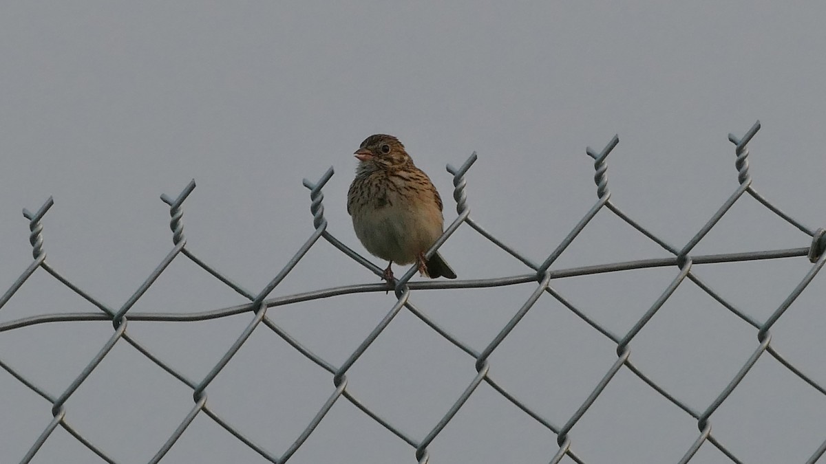 Vesper Sparrow - ML345514511