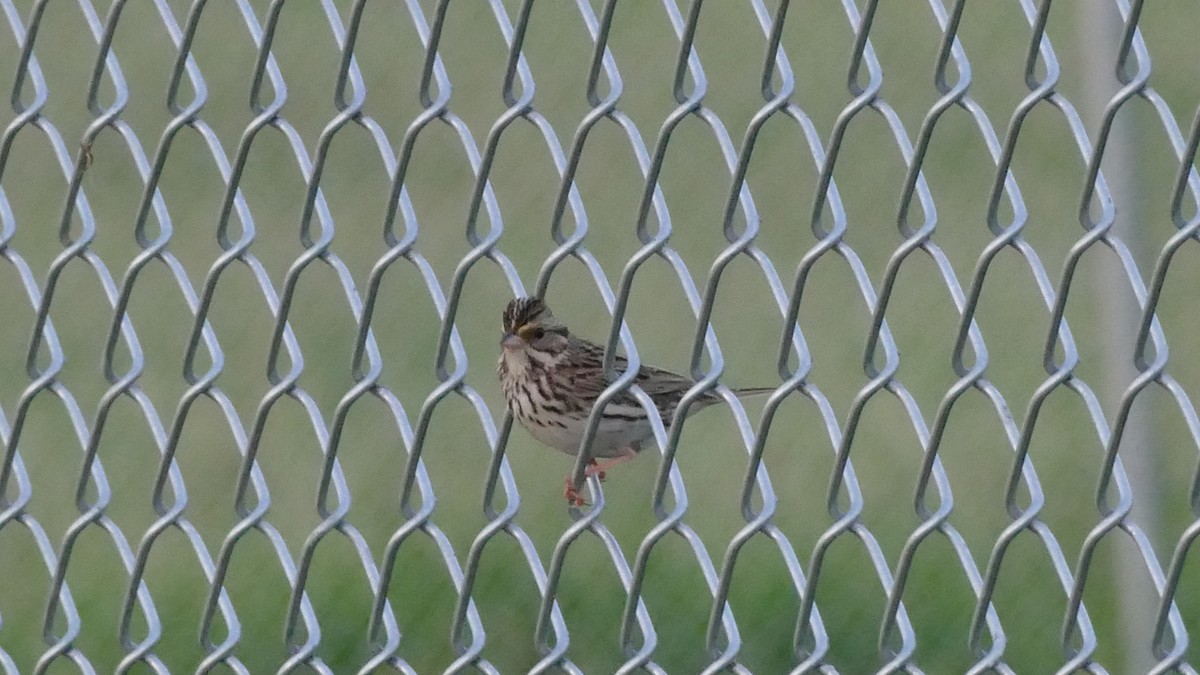 Savannah Sparrow (Savannah) - ML345514801