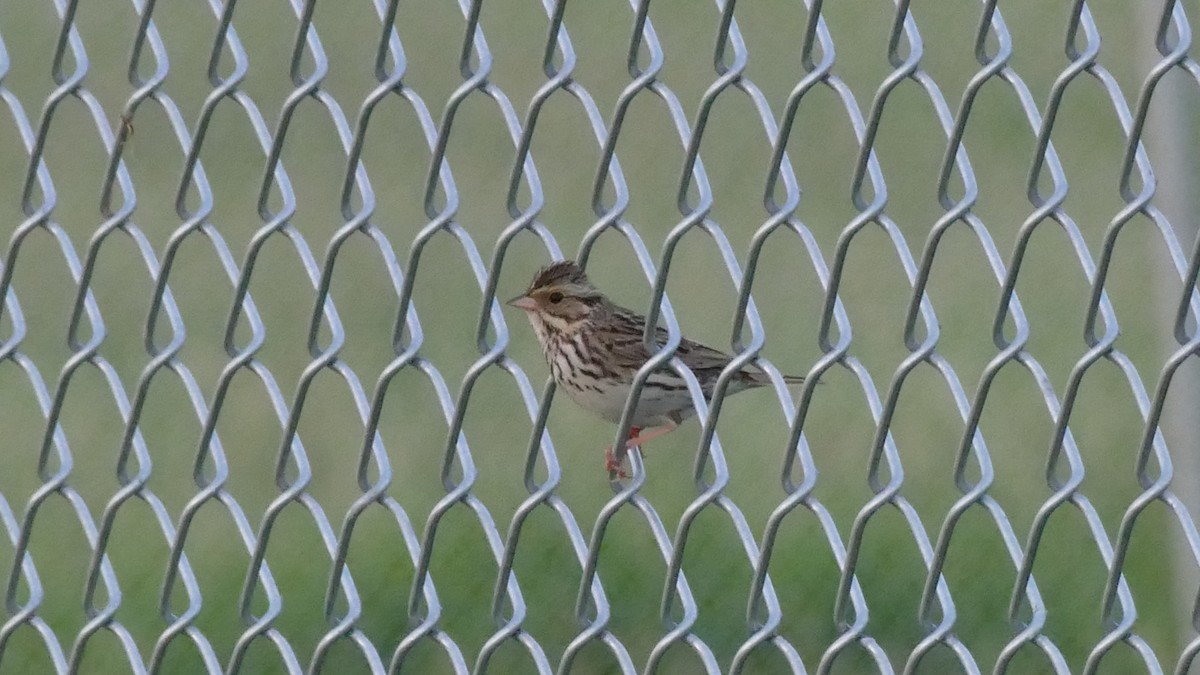 Savannah Sparrow (Savannah) - ML345514811