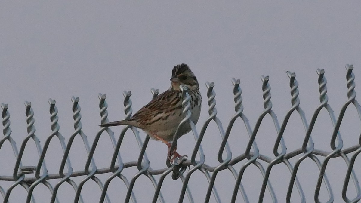 Savannah Sparrow (Savannah) - ML345514861