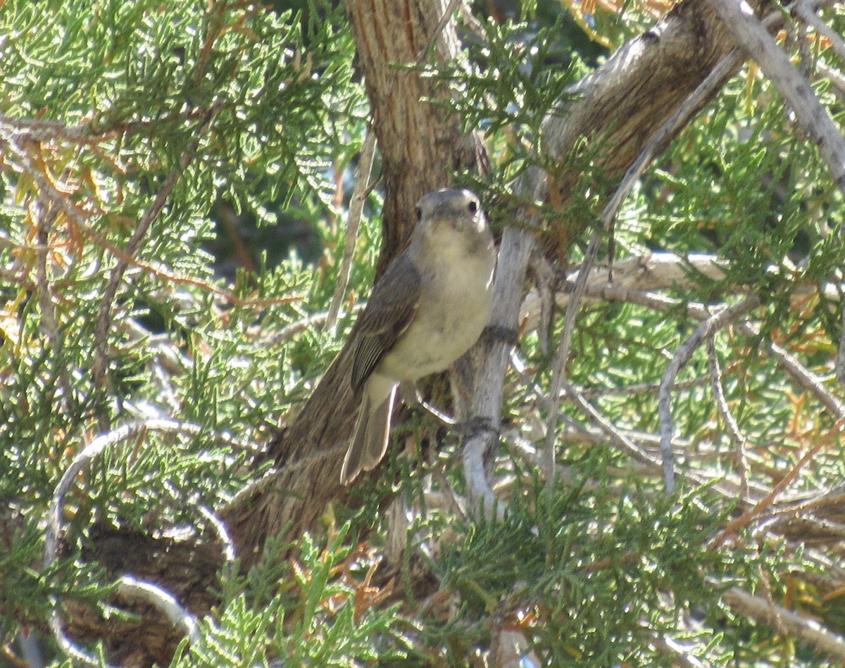 Gray Vireo - ML345515811