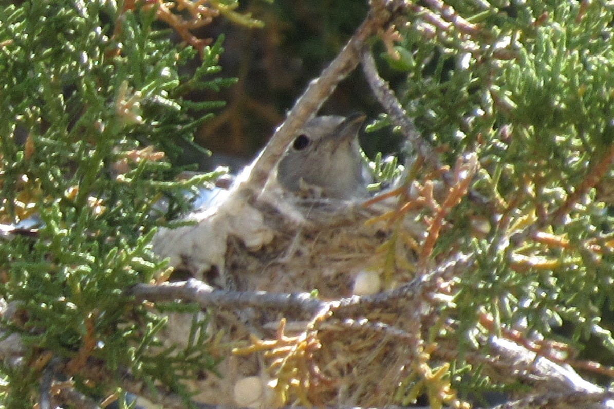 Gray Vireo - ML345515841