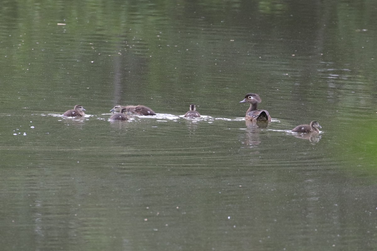Wood Duck - ML345517041
