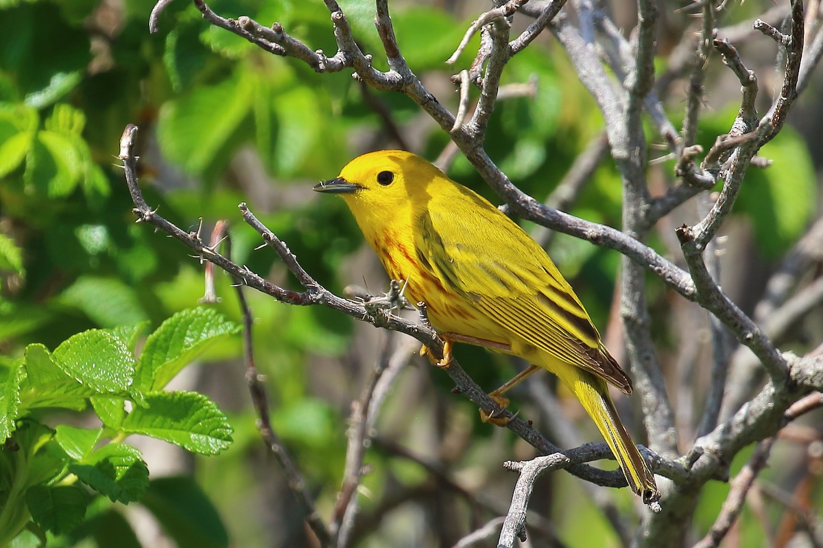 lesňáček zlatotemenný - ML345517291