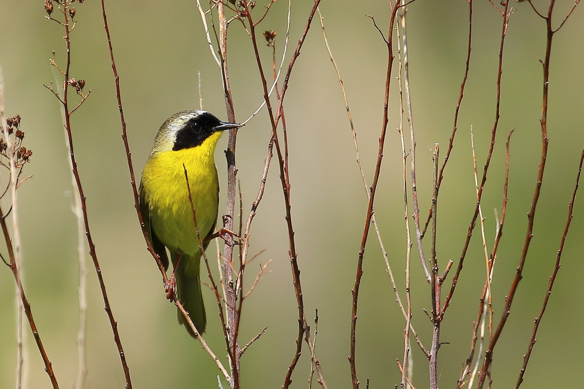 lesňáček žlutohrdlý - ML345517341