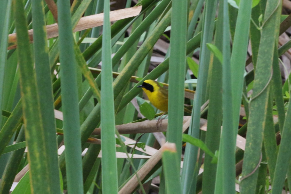 Paruline à couronne jaune - ML345517471