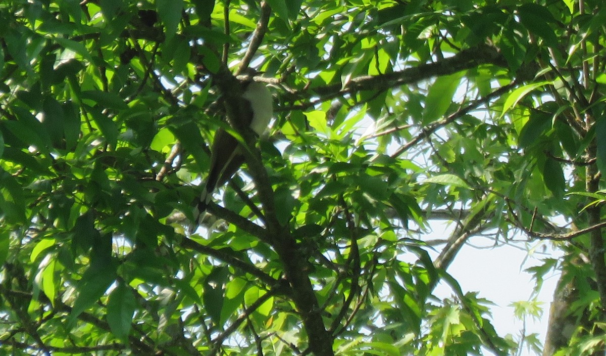 Yellow-billed Cuckoo - ML345517571