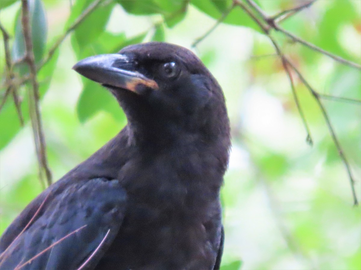 tanımsız karga (Corvus sp.) - ML345518511