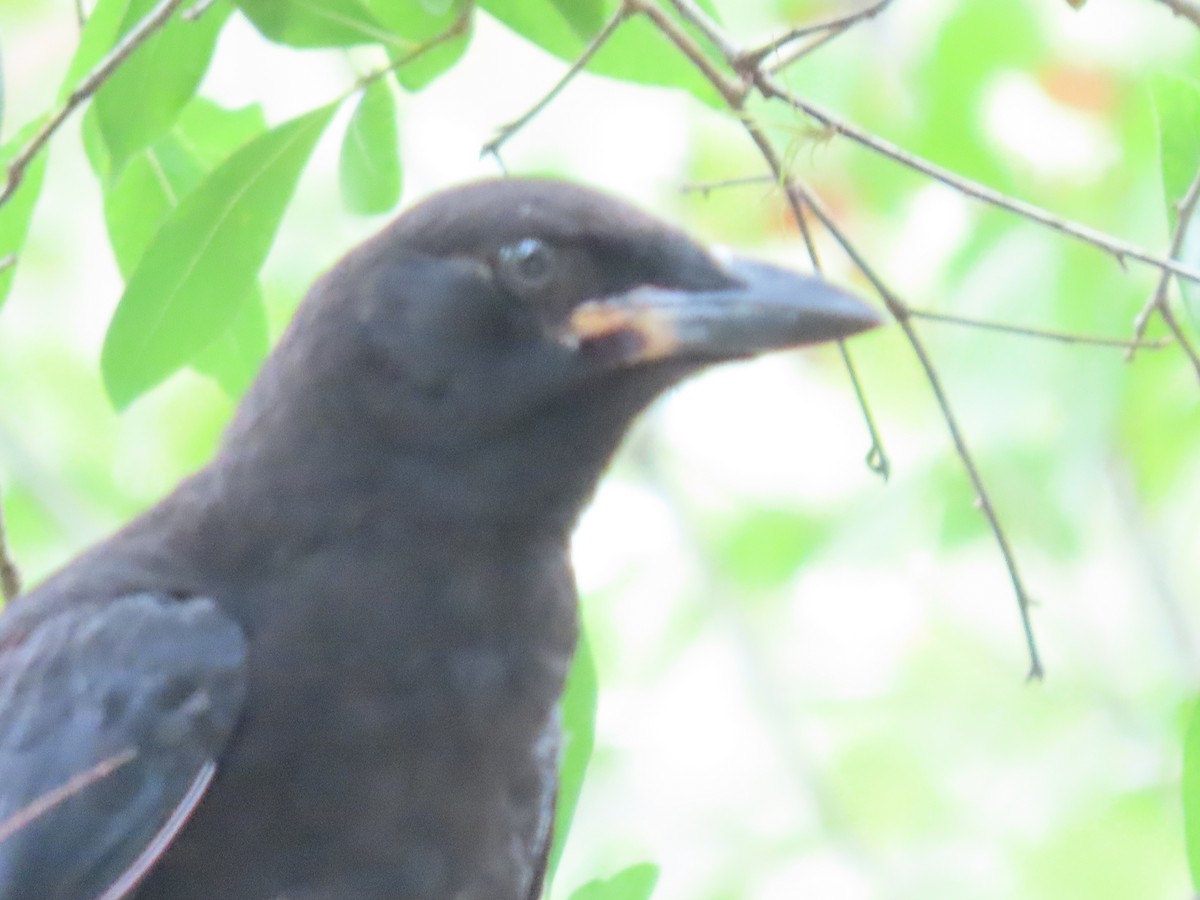 Corvus sp. (crow sp.) - ML345518701