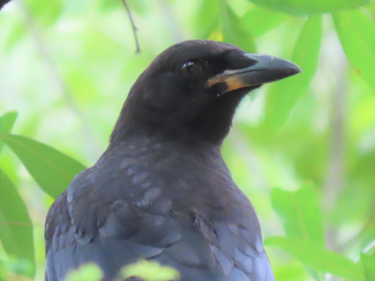 Corvus sp. (crow sp.) - ML345518801