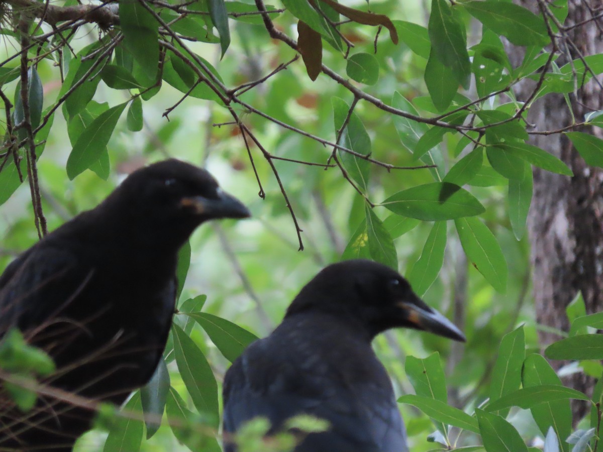 tanımsız karga (Corvus sp.) - ML345519111