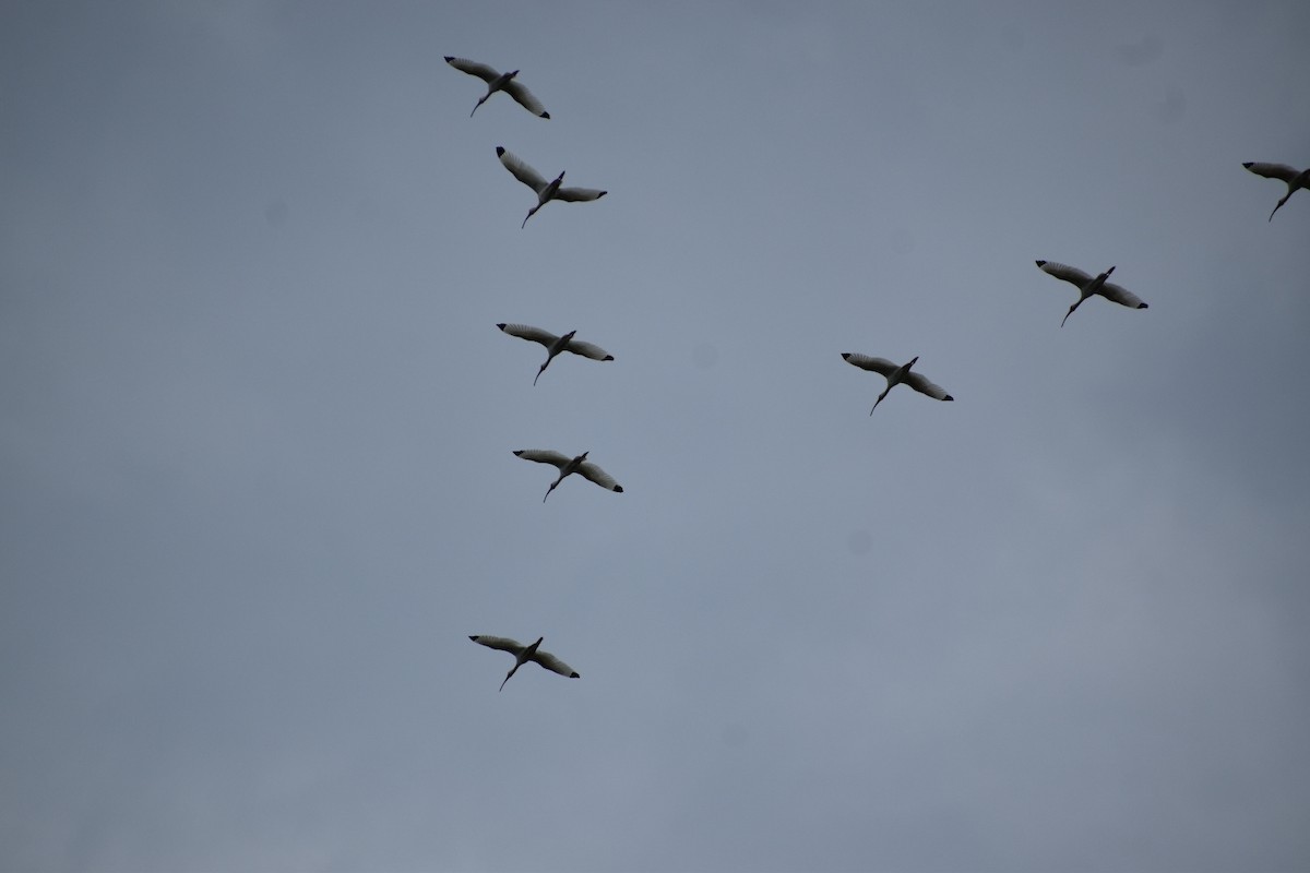 White Ibis - ML345519531