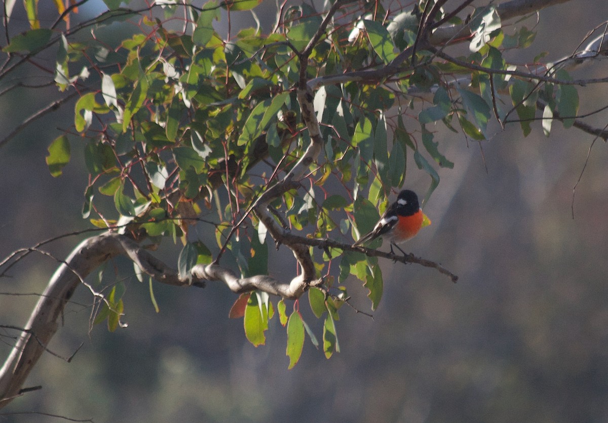 Scarlet Robin - ML345519711