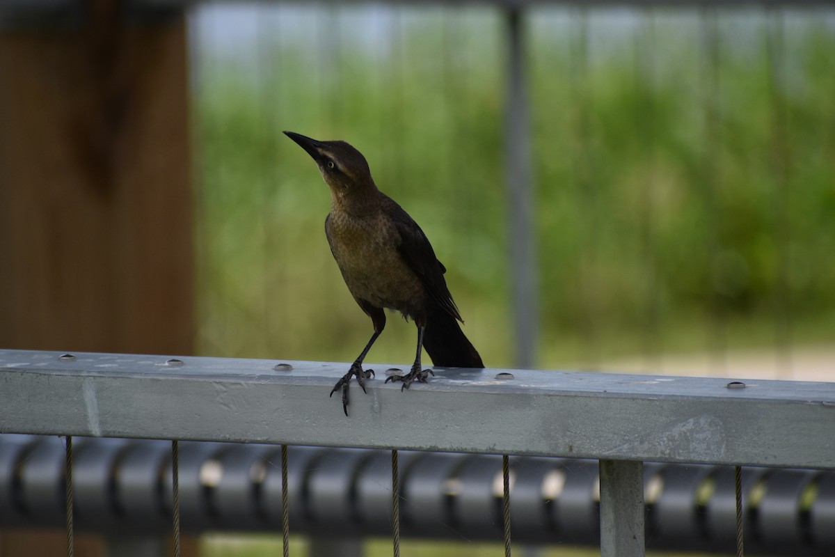 Great-tailed Grackle - ML345519821