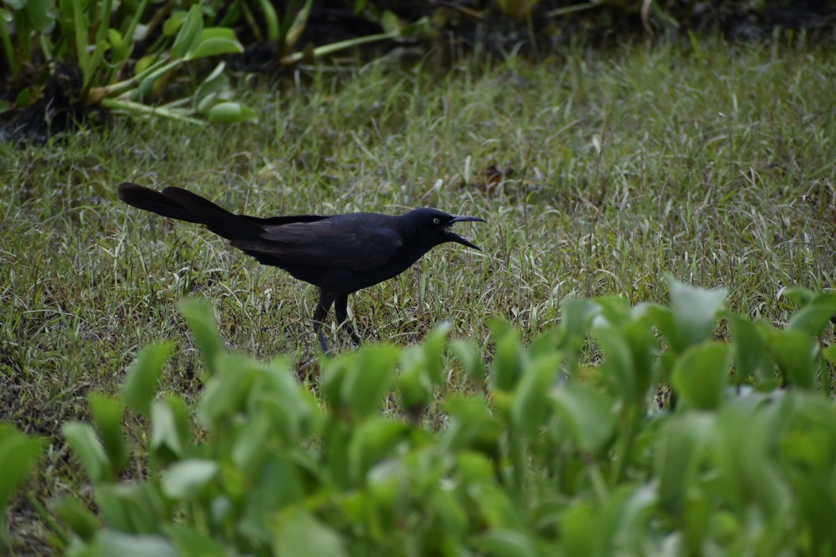 Great-tailed Grackle - ML345519831
