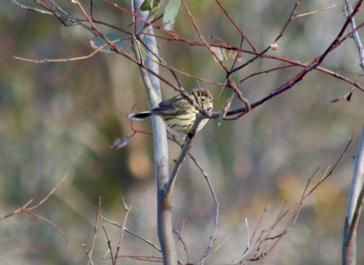 Speckled Warbler - ML345519921