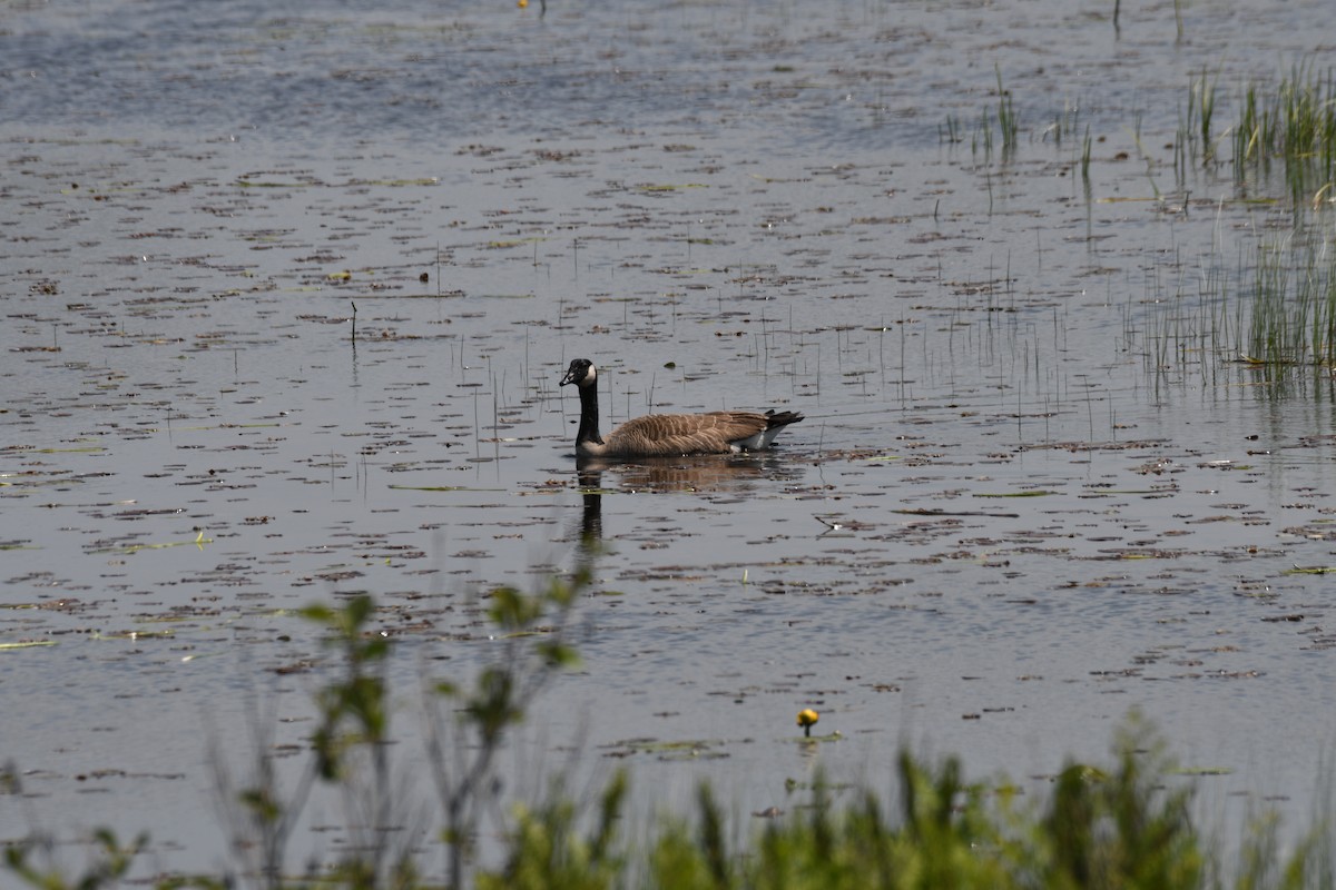 Canada Goose - ML345527051