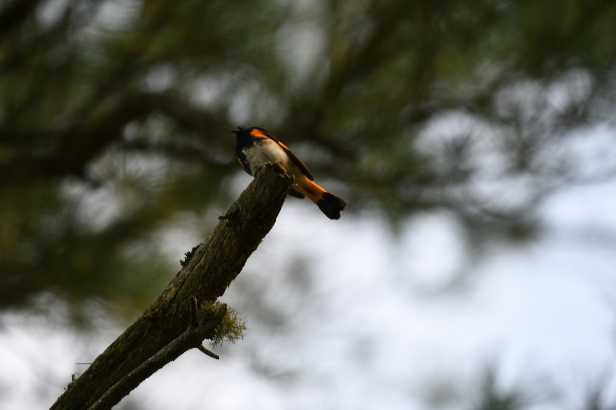 American Redstart - Dan Gallagher