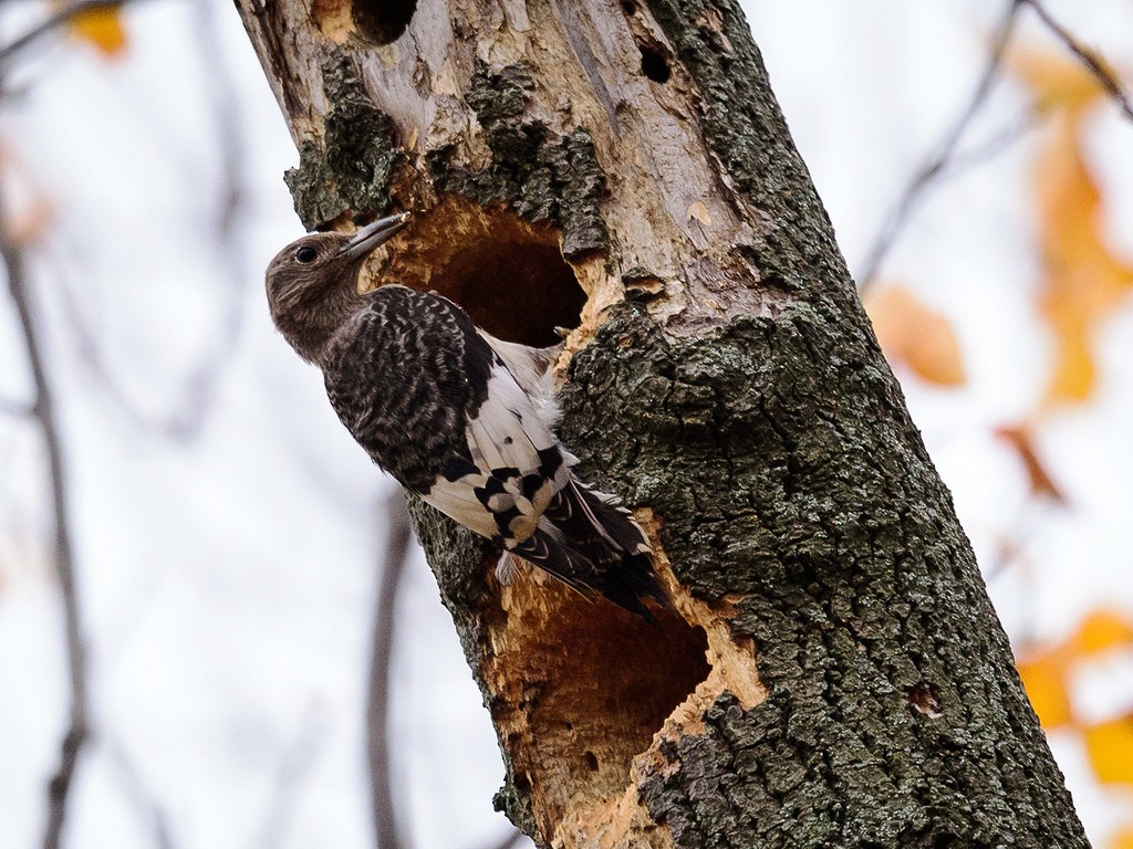 Red-headed Woodpecker - ML34552741