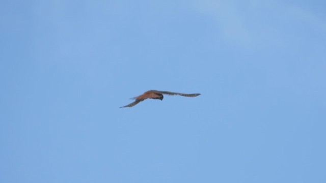 American Kestrel - ML345528531