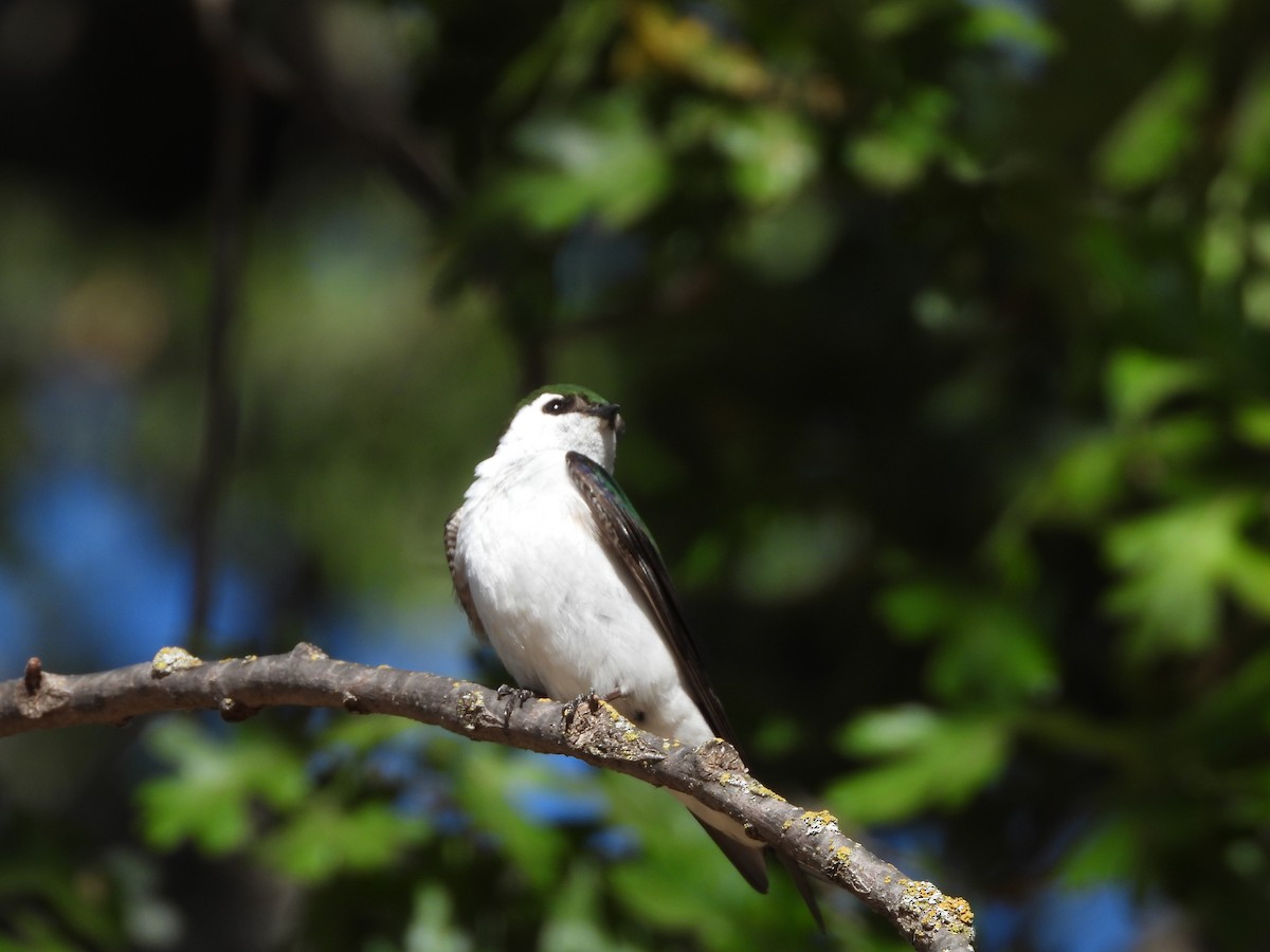 Violet-green Swallow - ML345528851