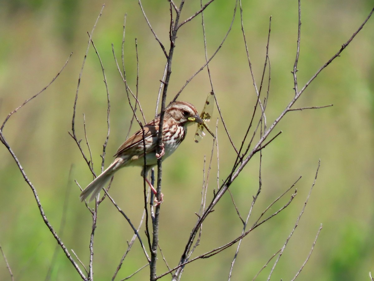 Song Sparrow - ML345529501