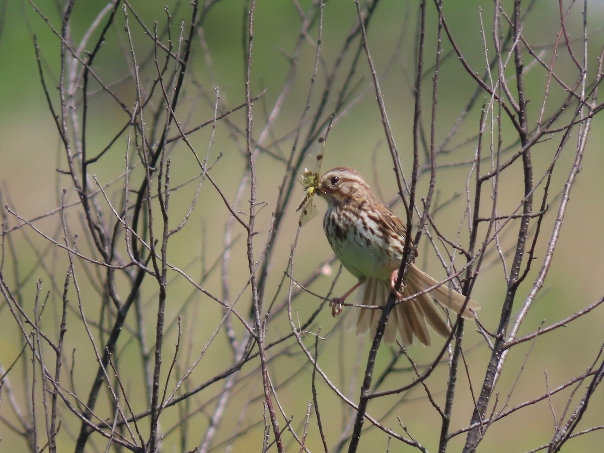 Song Sparrow - ML345529511