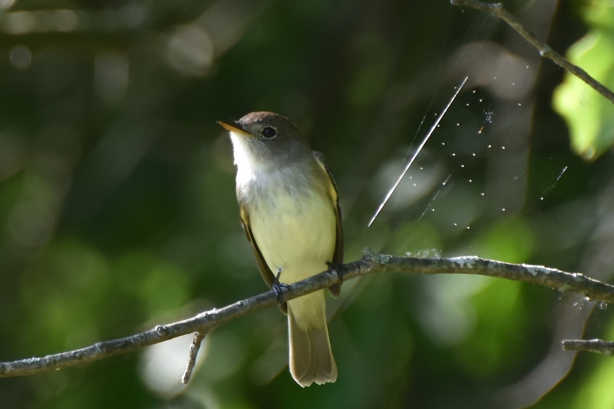 Empidonax sp. - ML345530021