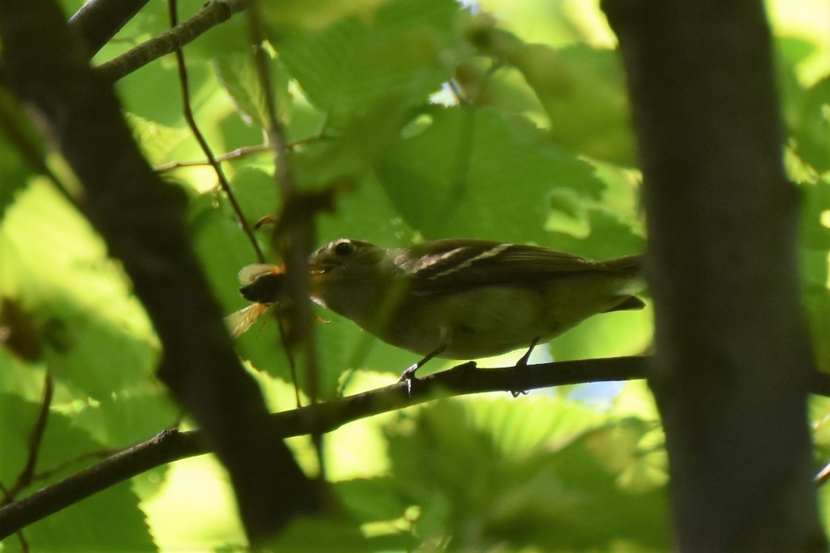 tyranovec zelenavý - ML345530051