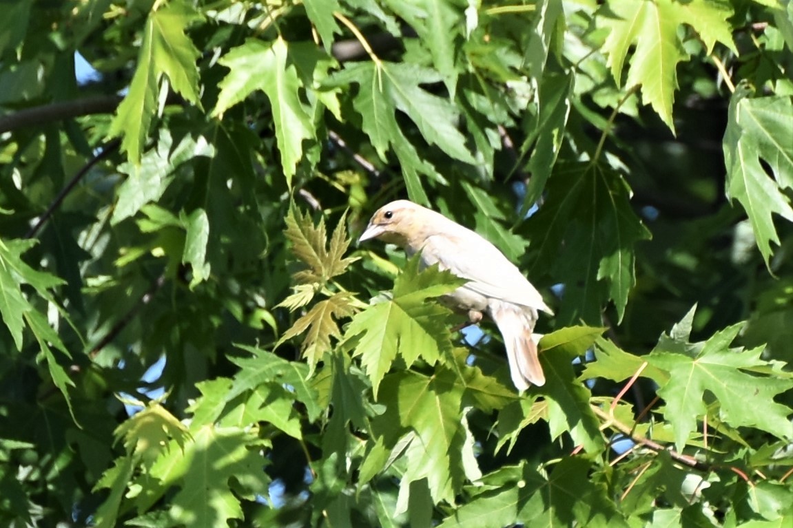 vlhovec červenokřídlý - ML345530071