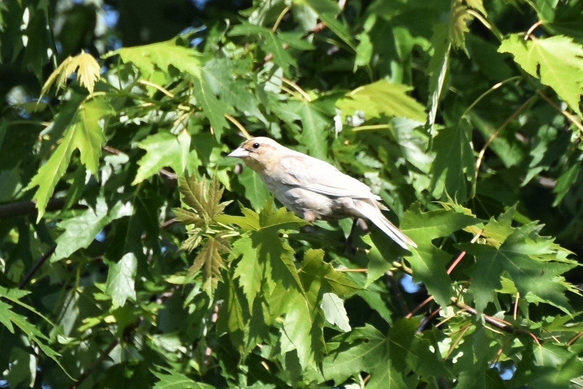 vlhovec červenokřídlý - ML345530081