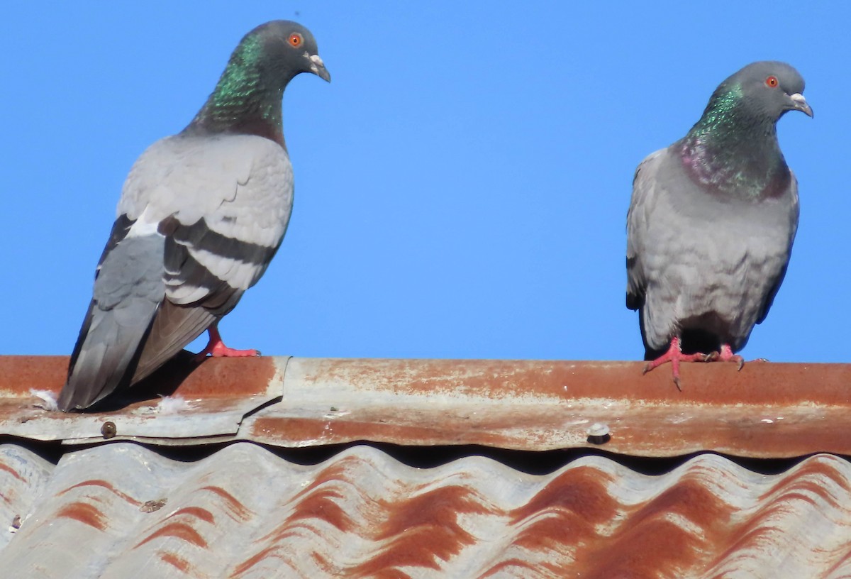 Rock Pigeon (Feral Pigeon) - ML345530141