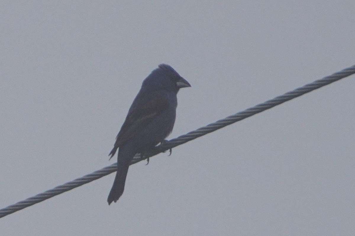 Blue Grosbeak - Gustino Lanese