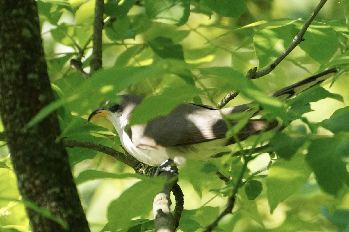 Yellow-billed Cuckoo - ML345531421