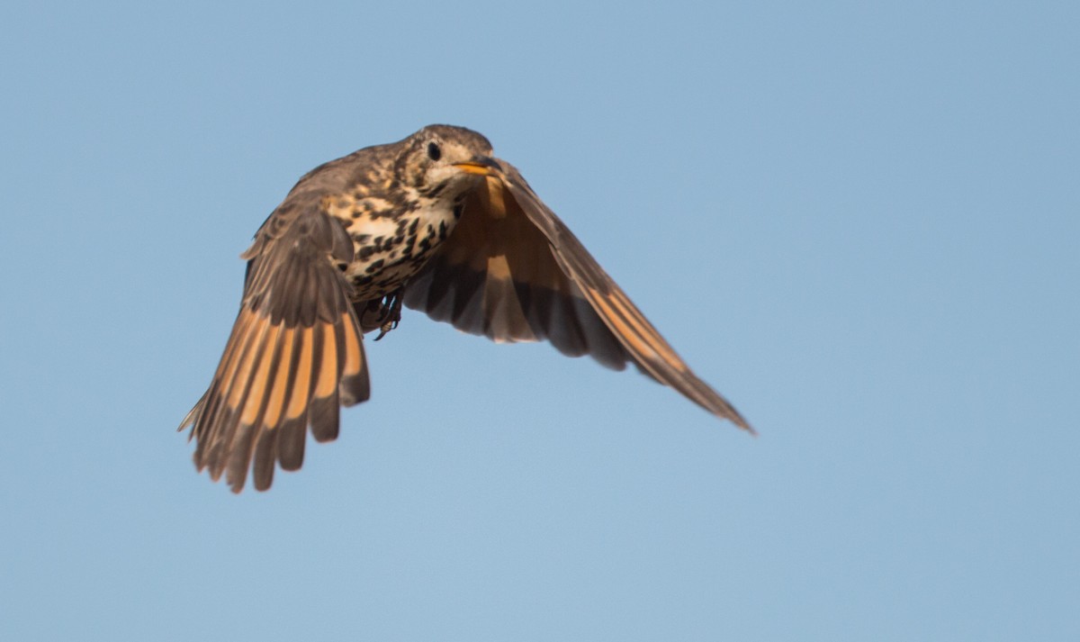 Ethiopian Thrush - Ian Davies