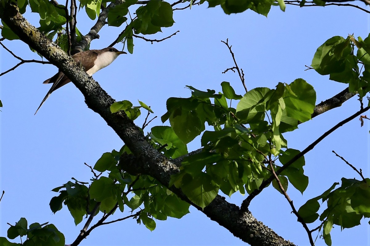 Yellow-billed Cuckoo - Paul Herwood