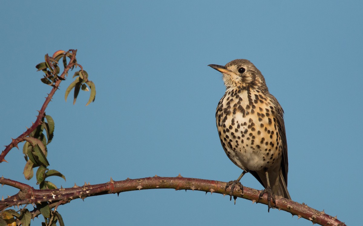 Ethiopian Thrush - Ian Davies