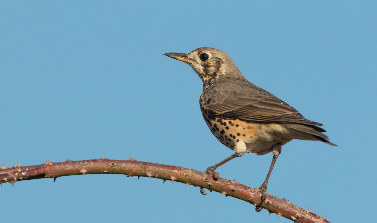 Ethiopian Thrush - ML34553181