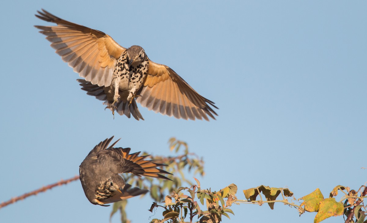 Ethiopian Thrush - Ian Davies