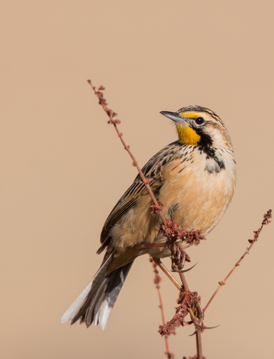 Abyssinian Longclaw - Ian Davies