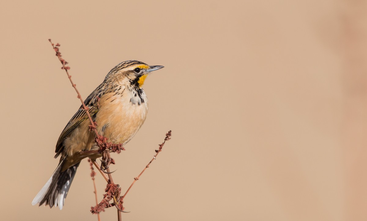 Abyssinian Longclaw - Ian Davies