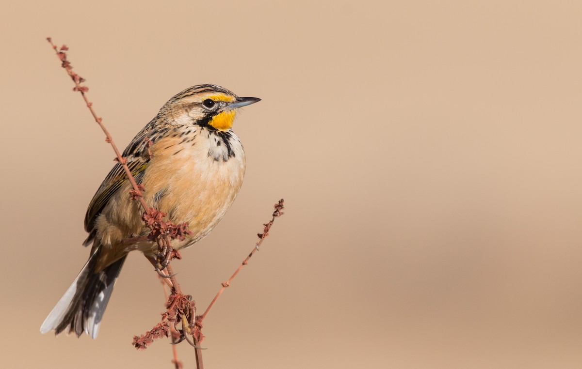 Abyssinian Longclaw - Ian Davies