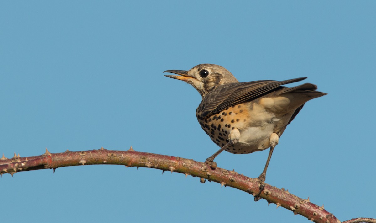 Ethiopian Thrush - ML34553391