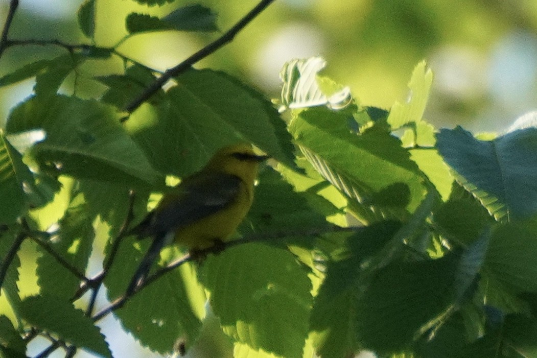 Blue-winged Warbler - ML345534141