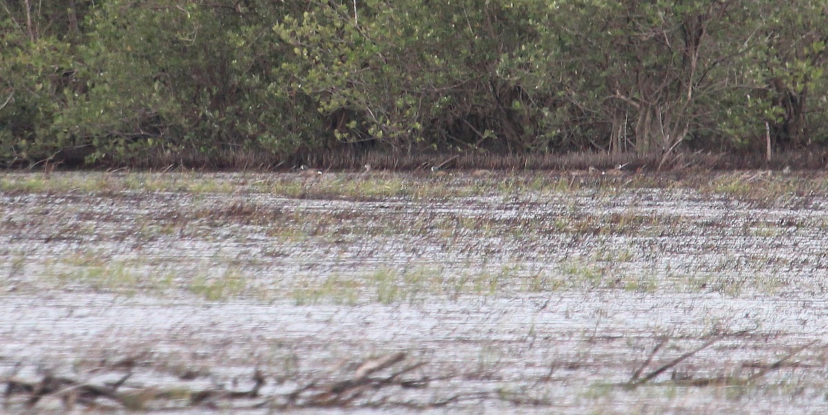 Blue-winged Teal - ML34553431