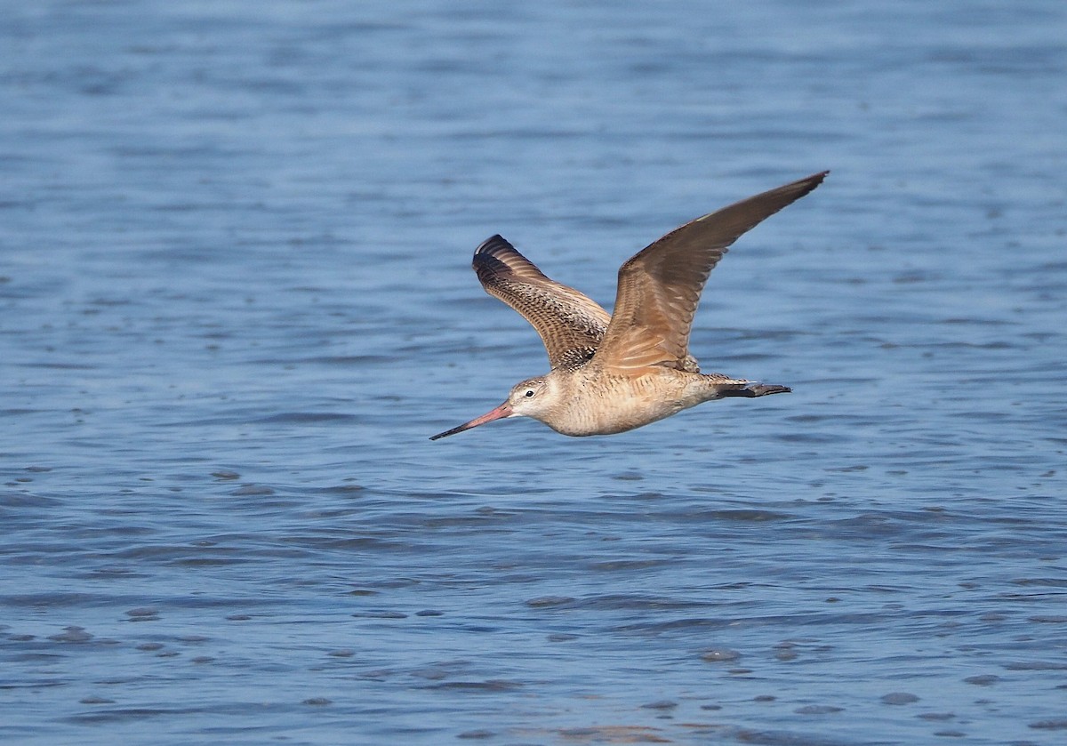 Marbled Godwit - Aidan Brubaker