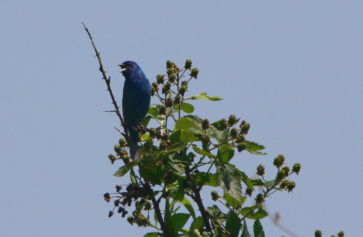 Indigo Bunting - Andrew Gobien